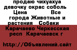 продаю чихуахуа девочку,окрас соболь › Цена ­ 25 000 - Все города Животные и растения » Собаки   . Карачаево-Черкесская респ.,Карачаевск г.